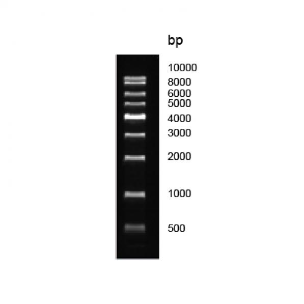 1kb dna ladder_核酸marker_核酸電泳_分子生物學_索萊寶-專業生化